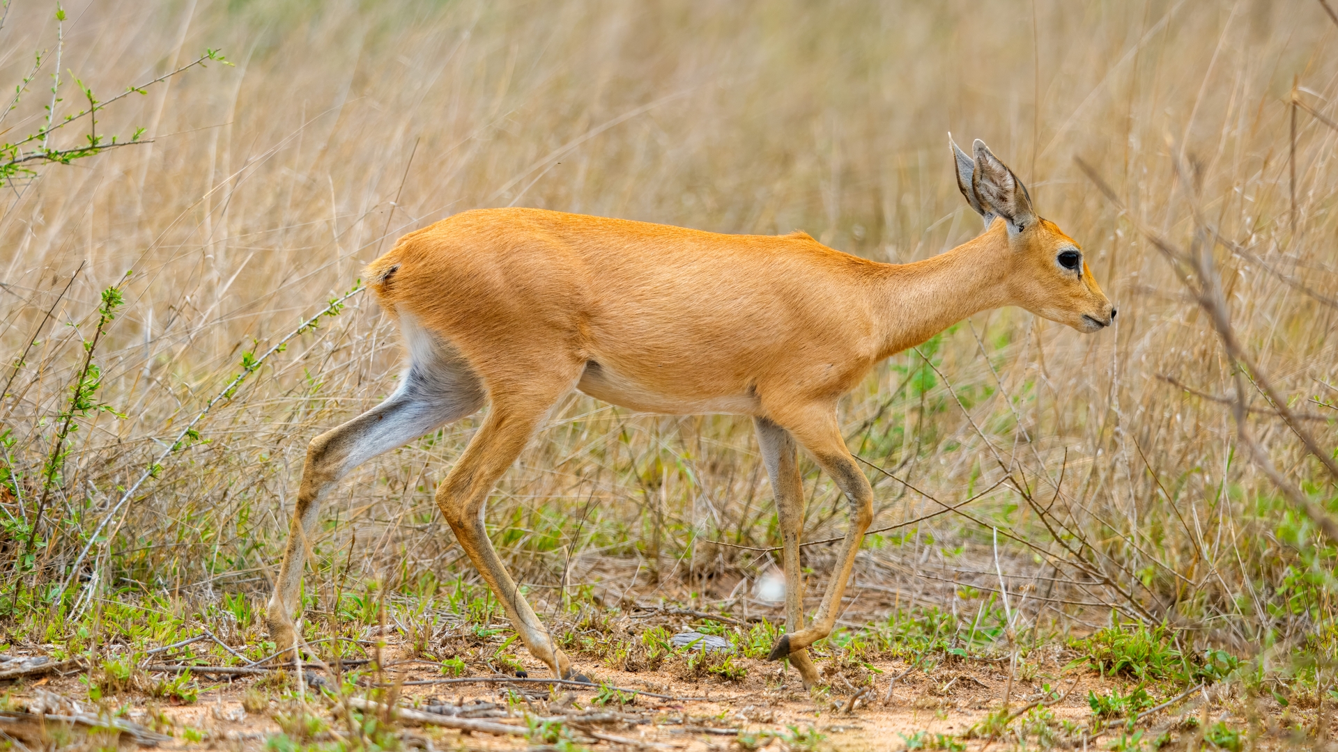Kruger25 2025 10 31 12 01 20 ILCE 1M2 136